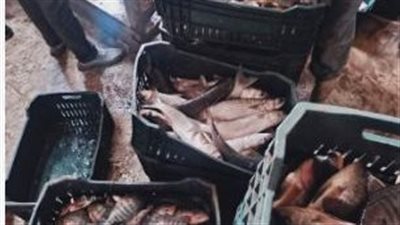 جهاز حماية وتنمية البحيرات والثروة السمكية يفتتح موسم الصيد بمفرخ المنزلة السمكي