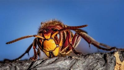 بعد 5 سنوات من رصده.. الولايات المتحدة تعلن القضاء على 