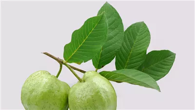 لا تتخلص منه.. 5 فوائد طبية خارقة لورق الجوافة 