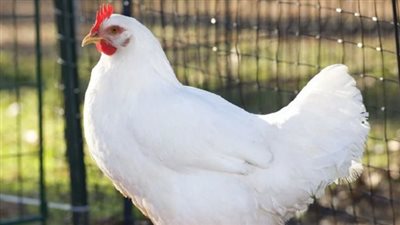 95 جنيهًا للكيلو .. أسعار الفراخ اليوم 20 ديسمبر 2024 