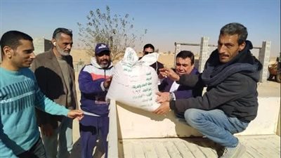 توزيع آلاف الأطنان من تقاوي الشعير مجانا على المزارعين بشمال سيناء 
