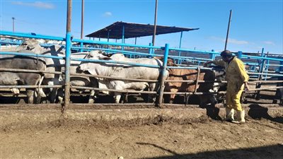 الدقهلية: تحصين أكثر من 228 ألف رأس ماشية ضد الحمى القلاعية