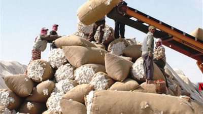 تسويق 172 ألف قنطار في المزاد السادس للقطن