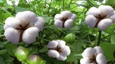 مزاد ناجح لـ 275 ألف قنطار من القطن الزهر.. أسعار قياسية للمزارعين