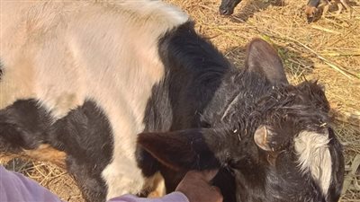 بيطري الزقازيق يوجه قافلة مجانية لقرية القطاوية 