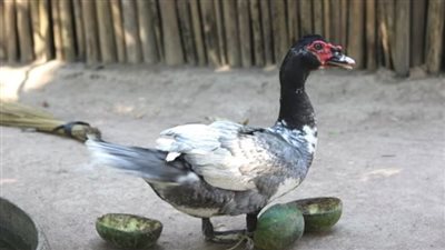 دراسة تكشف طبيعة حياة سكان أمريكا الجنوبية الأصليين.. لما كانوا يقسدون البط؟