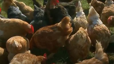 تفشي إنفلونزا الطيور بين الأبقار في الولايات المتحدة.. ما السر؟