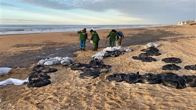 كارثة بيئية بالبحر الأسود.. إنقاذ أكثر من 1200 طائر بعد غرق ناقلتي نفط (فيديو)