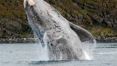 دراسة: الحيتان يمكن أن تتجاوز عمر الـ 100 عام 