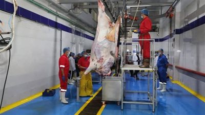 افتتاح مجزر نصف آلي بقصاصين الشرق بطاقة ذبح 40 رأس ماشية وبتكلفة 100 مليون جنيه