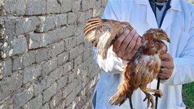 جامعة الزقازيق توجه قافلة بيطرية مجانية لقرية الشبانات