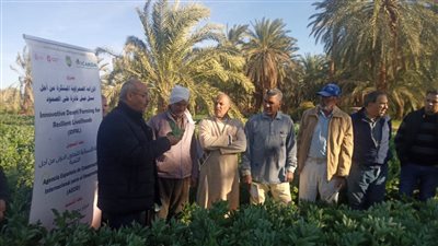 بحوث الصحراء ينظم أيام حقلية لمكافحة آفات المحاصيل الحقلية لمزارعي الوادي الجديد