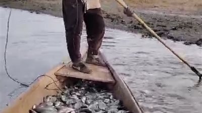 أهالى شبين القناطر يستغيثون بالمحافظ ووزير الرى من صيد الأسماك بالسموم والكهرباء