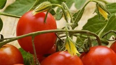 ثمرة جهود علماء مصريين.. طماطم جديدة تلبي احتياجات المستهلكين وتدعم الاقتصاد