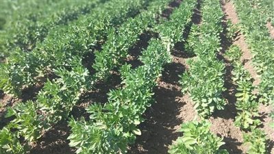 المركزي للحشائش ينظم برنامج تدريبي حول الاستخدام الآمن والصحيح  للمبيدات