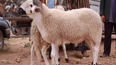 هل هناك خصوصية للنحر في شهر رجب؟