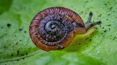 إعادة حلزون 