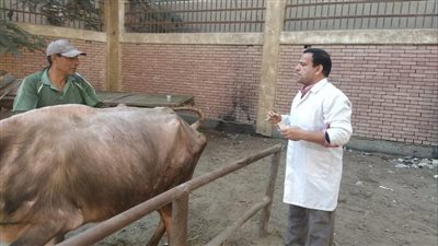 الدقهلية: تحصين أكثر من 465 ألف رأس ماشية 