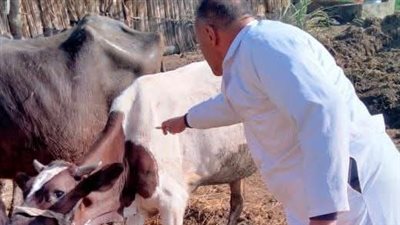 تحصين 773 ألف رأس ماشية ضد الحمى القلاعية والوادي المتصدع بالشرقية 