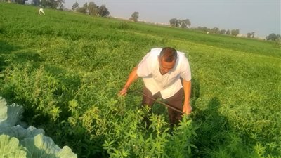 هموم المزارعين بالدقهلية تتزايد والحلول تتبخر