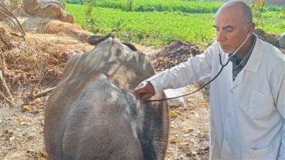 طب بيطري الزقازيق يوجّه قافلة مجانية لقرية أولاد مهنا 
