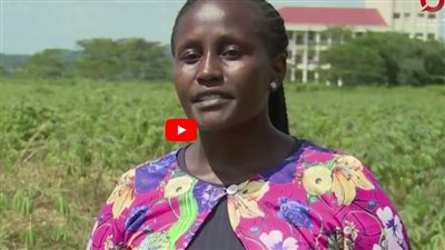 مزارعو كينيا يستخدمون الذكاء الاصطناعي في مكافحة أمراض المحاصيل الزراعية