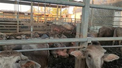 غياب الرقابة علي الأسواق يشعل أسعار اللحوم بالدقهلية