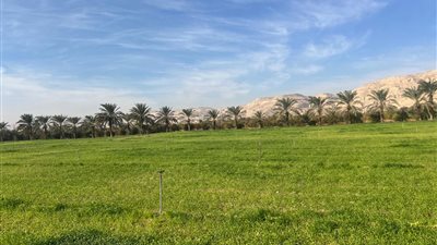 زراعة 53 فدان قمح وشعير بالموسم الشتوى بجامعة سوهاج 