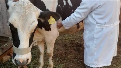 تحصين أكثر من 12 ألف رأس ماشية وطيور بالدقهلية