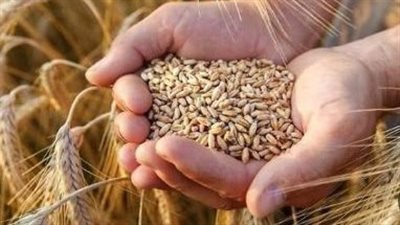 أسرار زيادة إنتاج القمح.. نصائح ذهبية للمزارعين