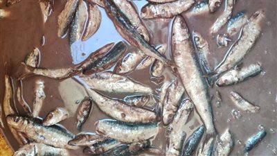 ضبط 106 كيلو سردين فاسد وغير صالح للاستهلاك بالفيوم 