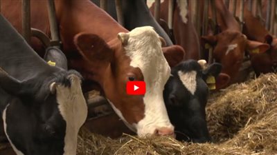 أزمة الحمى القلاعية تتجدد.. هل العالم مهدد بموجة جديدة؟