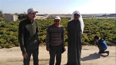 زراعة شمال سيناء تقوم بحصر المساحة المنزرعة والمستصلحة 