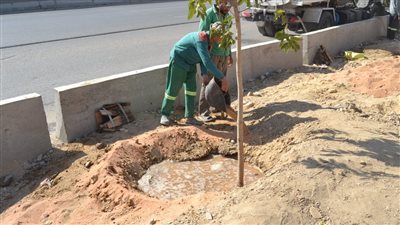 تفاصيل تشجير الطريق الدائري بداية من المقطم في اتجاه الجيزة