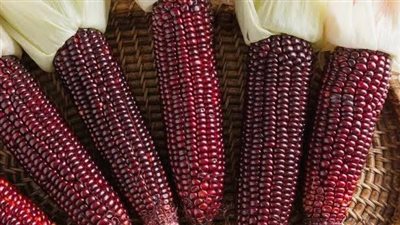 الذهب الأحمر.. لماذا أصبحت الذرة الحمراء حديث الساعة؟