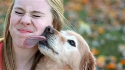 باحثون يحذرون من تقبيل الكلاب.. قد تنقل بكتيريا خطيرة