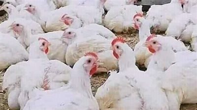 الكيلو ب100 جنيه.. إرتفاع أسعار الدواجن البيضاء بالفيوم 