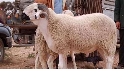 حكم الذبح لله في شهر رجب.. الإفتاء توضح