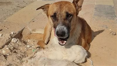 الكلبة الباكية تشعل غضب أصحاب القلوب الرحيمة.. من قتل صغارها ؟ 