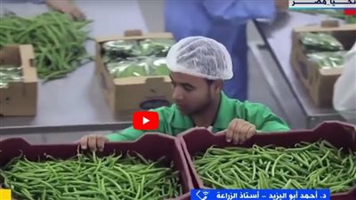 أستاذ زراعة: الدولة صارت في طريق منظم لتحديث وتنظيم العمليات الزراعية