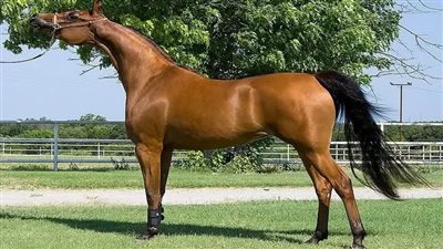 ضبط جزار ذبح حصانًا لبيع لحومه في بني سويف