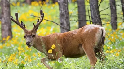 هل ينتقل زومبي الغزلان إلى البشر؟.. علماء روس يفجرون مفاجأة