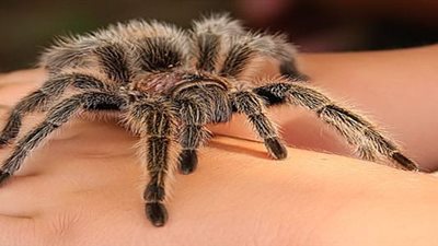دراسة تكشف عن أخطر عنكبوت في العالم .. بماذا أفاد العلم؟
