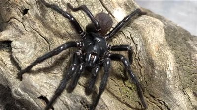 اكتشاف نوع جديد من العناكب العملاقة لأول مرة في إستراليا