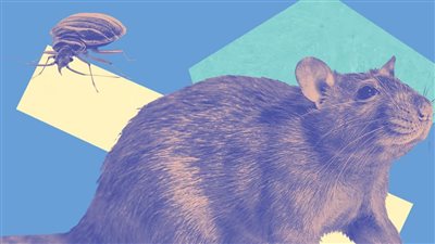 طرق مضونة للتخلص من الفئران والبق والحشرات بالمنازل 