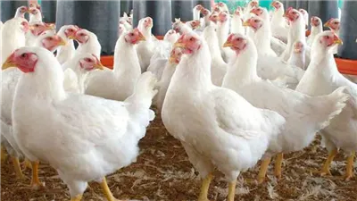 أسعار الدواجن والبيض اليوم الثلاثاء.. استقرار أم ارتفاع جديد؟