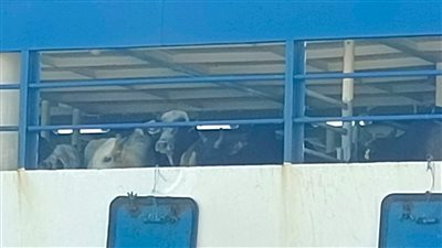 1600 رأس من العجول الحية تصل ميناء سفاجا لتلبية إحتياجات الأسواق 