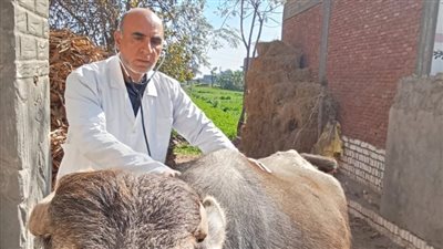 قافلة بيطرية مجانية لجامعة الزقازيق بقرية ميت ربيعة 