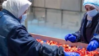 «الفراولة المصرية».. قصة نجاح تكتب بـ 335 مليون دولار