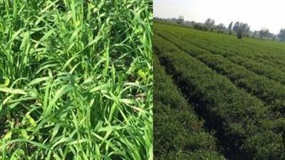 لا تقتل محصولك.. أسرار الري الصحيح للقمح